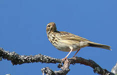 Pipit des arbres