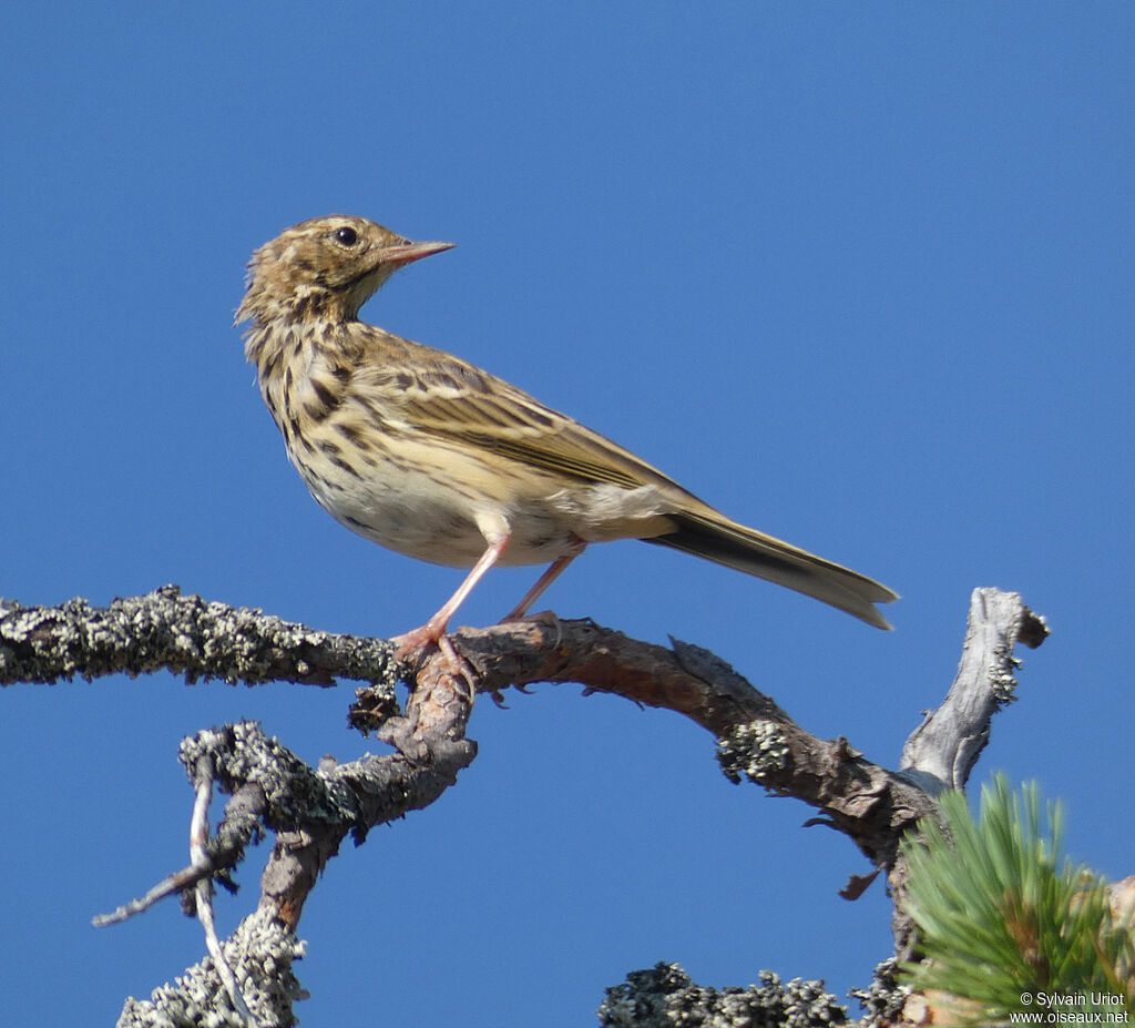 Pipit des arbresadulte