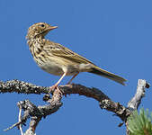 Pipit des arbres