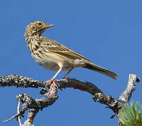 Tree Pipit