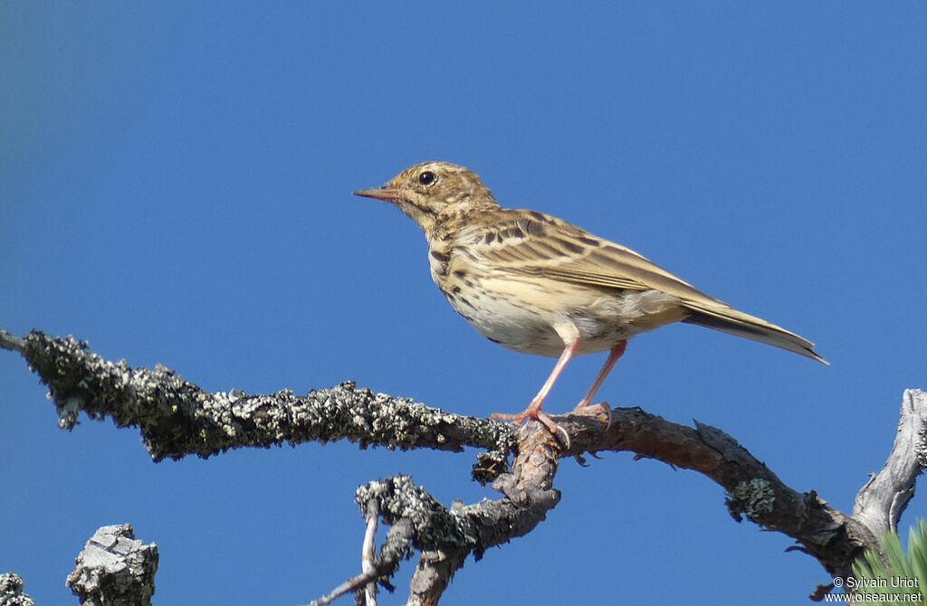 Tree Pipitadult