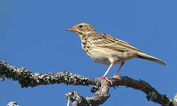 Pipit des arbres