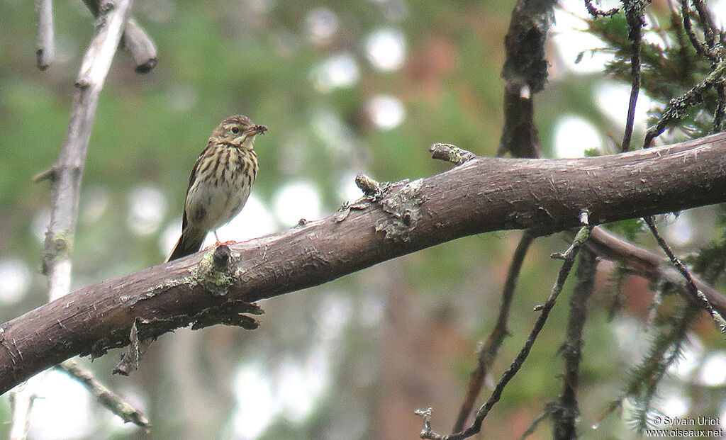 Tree Pipitadult