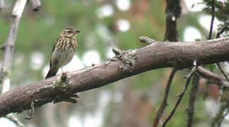 Tree Pipit