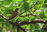 Pipit des arbres