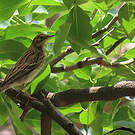 Pipit des arbres
