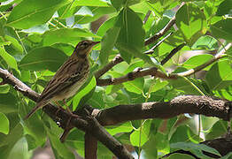 Pipit des arbres