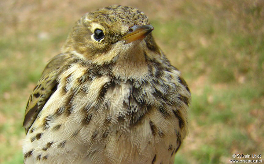 Meadow Pipit, close-up portrait