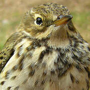 Meadow Pipit