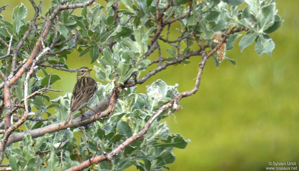 Pipit farlouseadulte