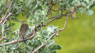 Meadow Pipit