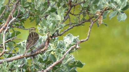 Pipit farlouse