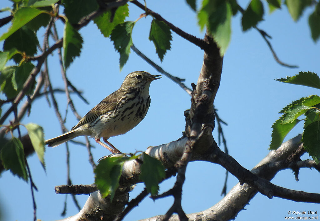 Pipit farlouseadulte