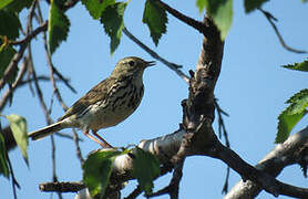 Meadow Pipit