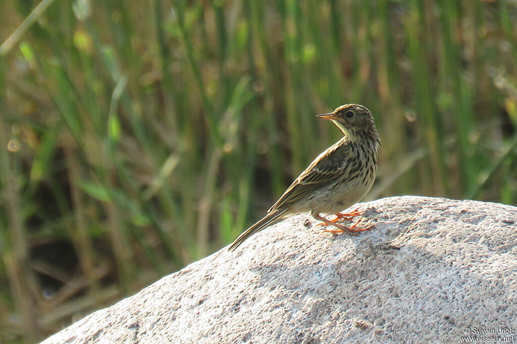 Meadow Pipitadult