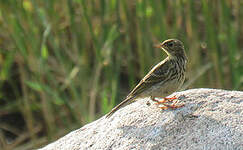 Pipit farlouse