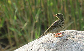 Meadow Pipit