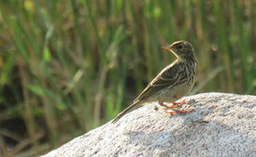 Pipit farlouse