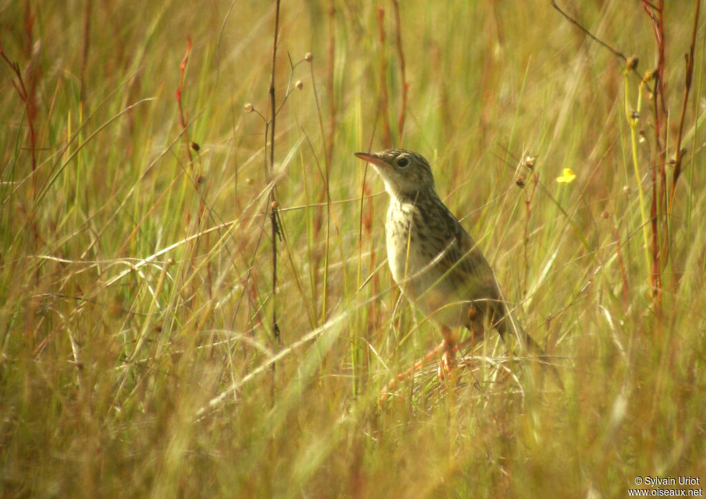 Yellowish Pipit