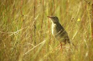 Pipit jaunâtre