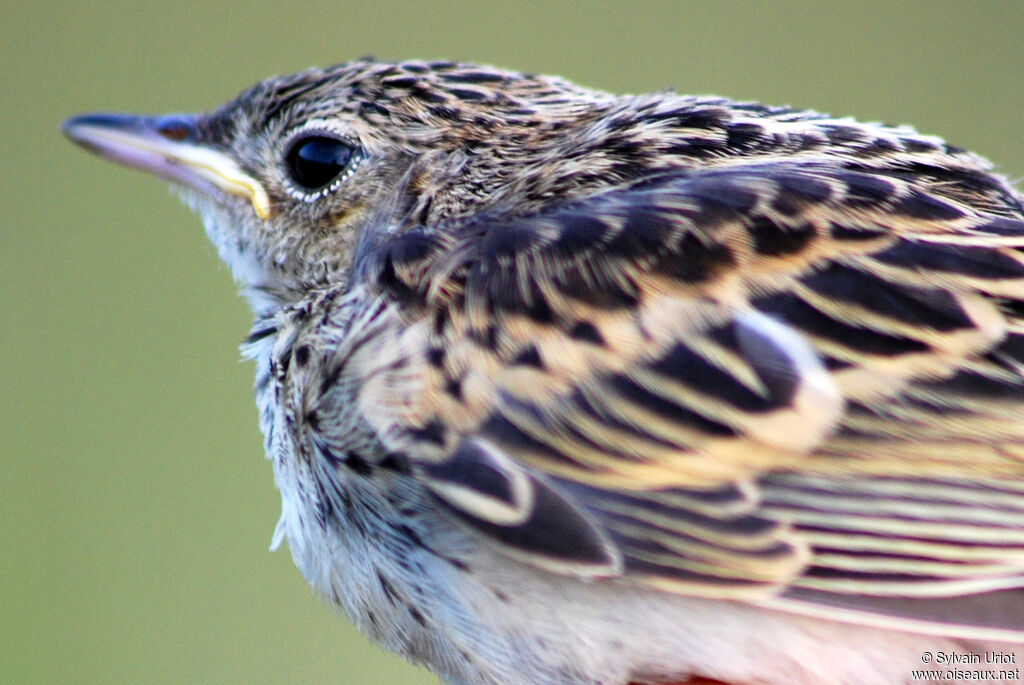 Pipit jaunâtrePoussin