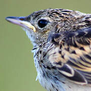 Yellowish Pipit