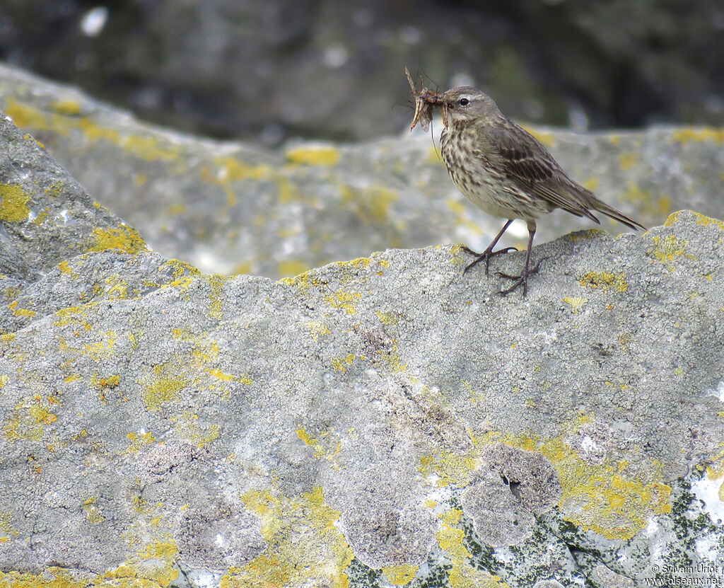 Pipit maritimeadulte