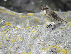 Eurasian Rock Pipit