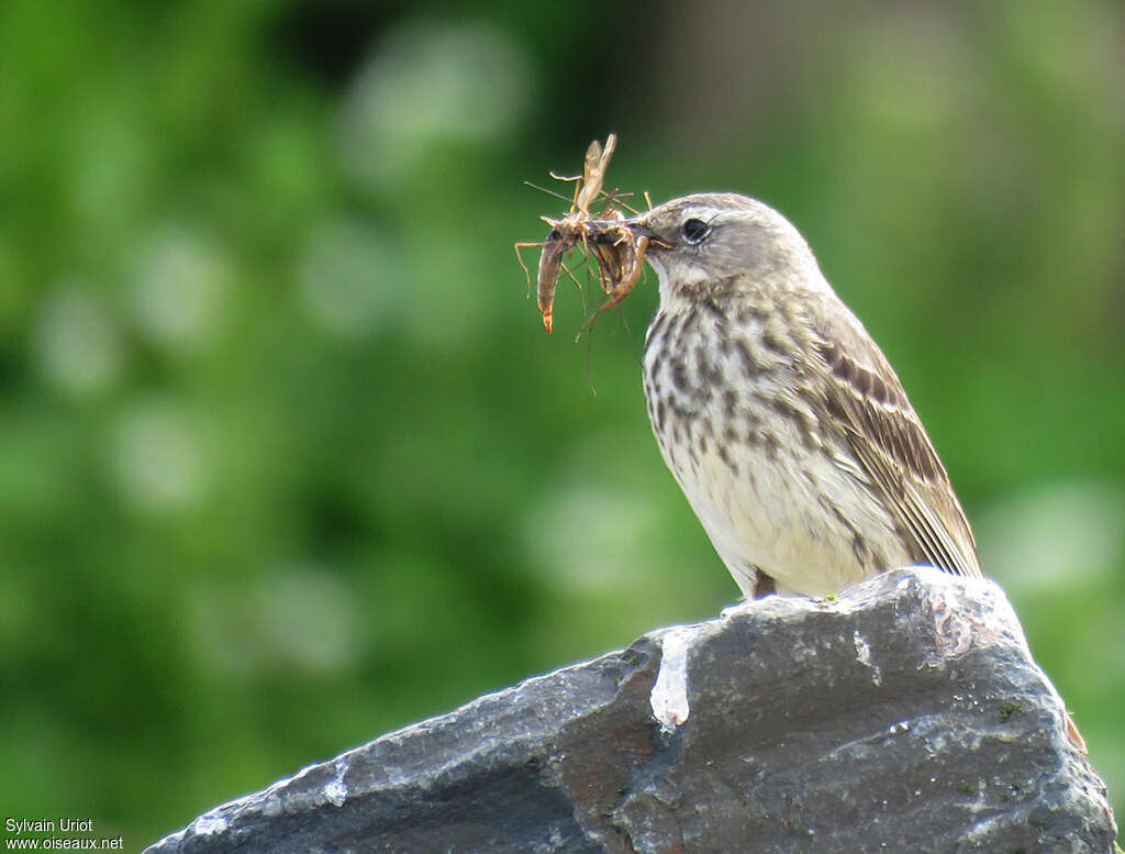 Pipit maritimeadulte, habitat, régime, Nidification