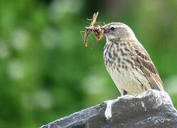 European Rock Pipit