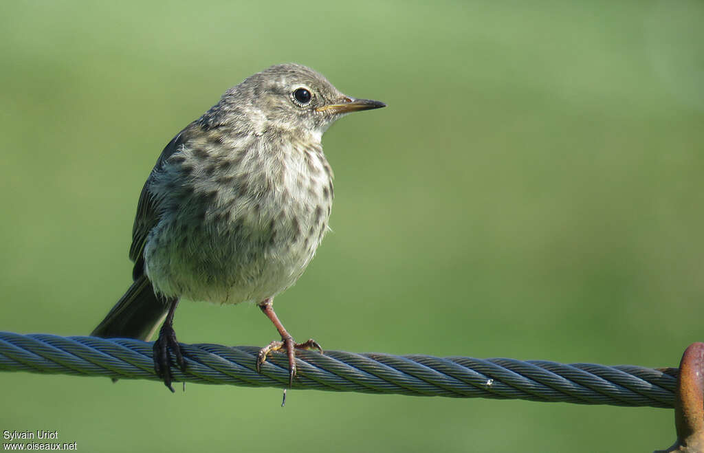 Pipit maritime1ère année