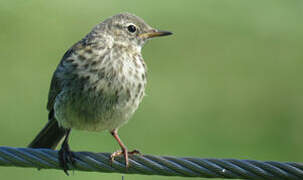 European Rock Pipit