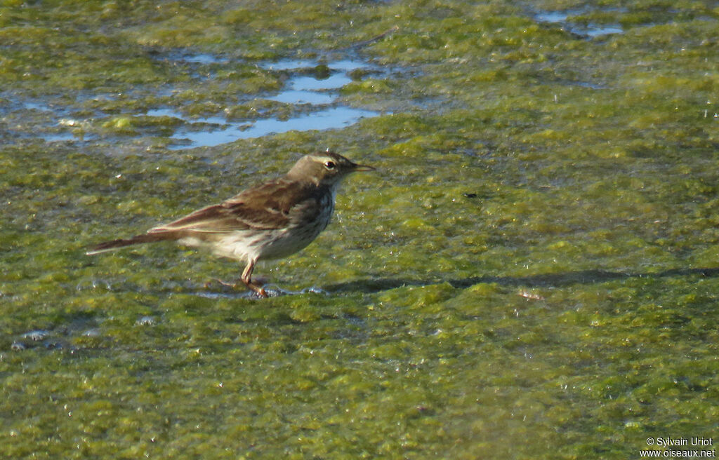 Water Pipit