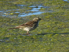 Water Pipit