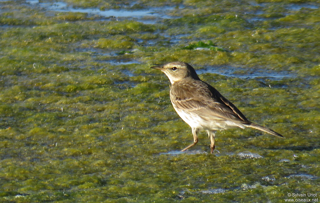 Water Pipit