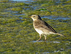 Water Pipit