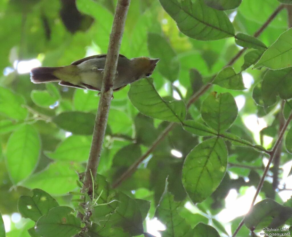 Wing-barred Pipritesadult