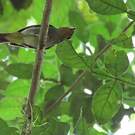 Piprite verdin