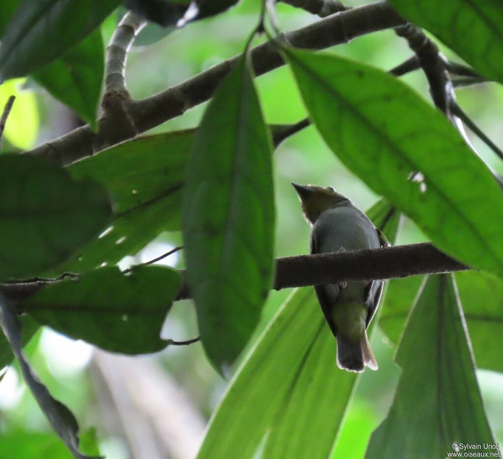 Wing-barred Pipritesadult