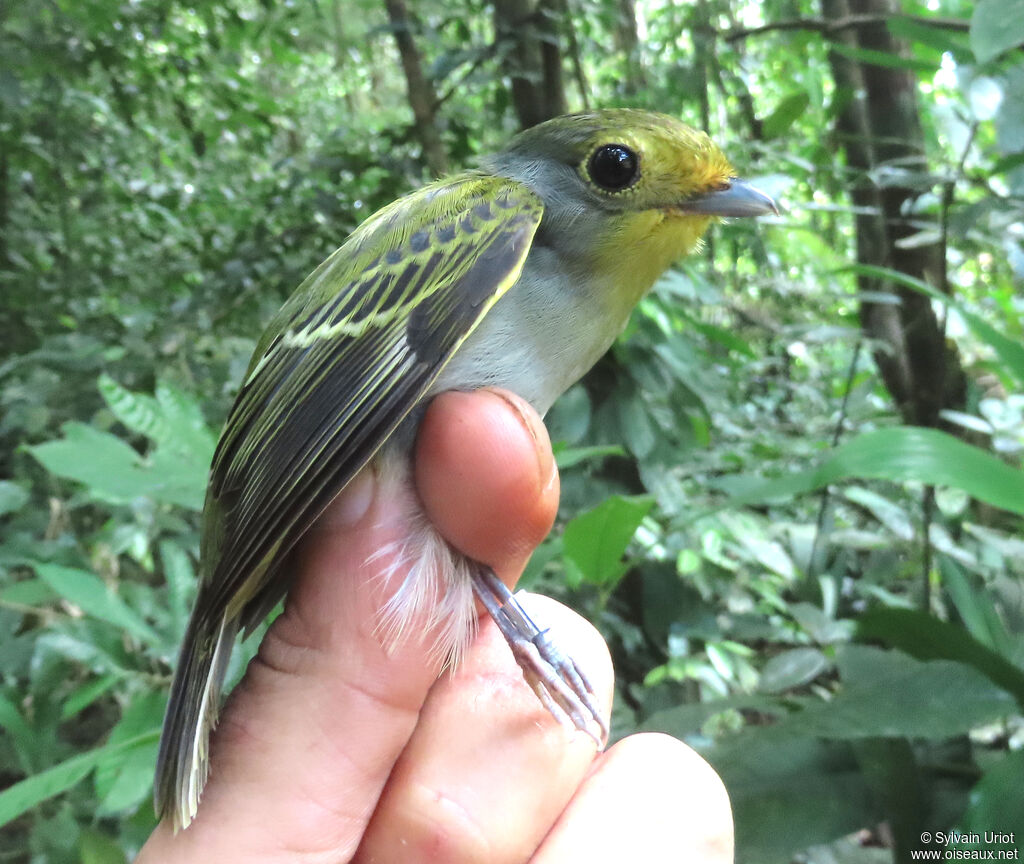 Wing-barred Pipritesadult