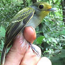 Piprite verdin
