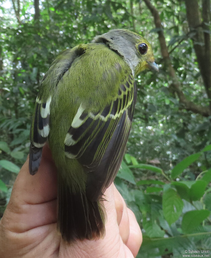 Wing-barred Pipritesadult