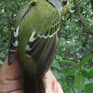 Piprite verdin