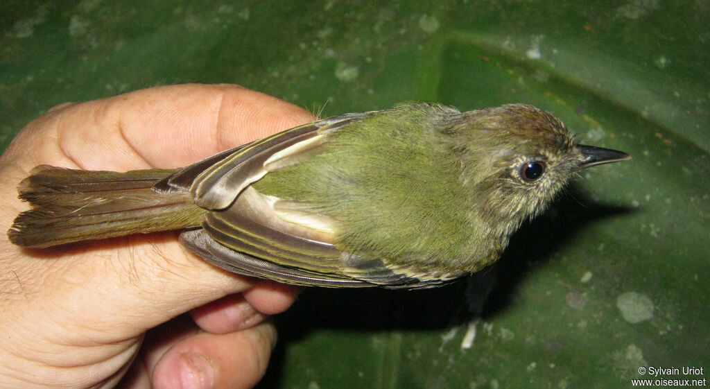 Sepia-capped Flycatcher