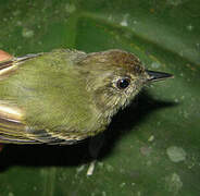 Sepia-capped Flycatcher