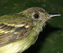 Sepia-capped Flycatcher