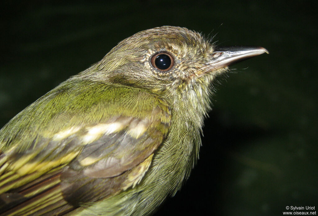 Sepia-capped Flycatcher