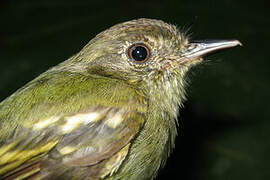 Sepia-capped Flycatcher