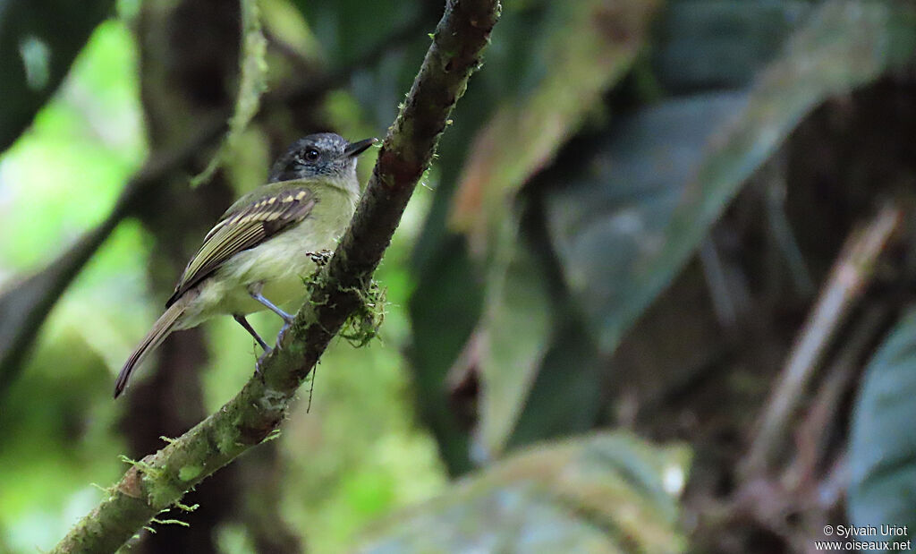 Slaty-capped Flycatcher