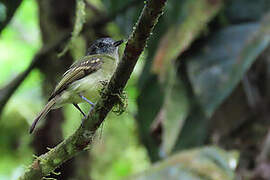 Slaty-capped Flycatcher